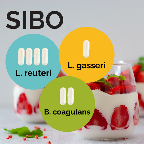 L. reuteri + L. gasseri + B. coagulans | Ensemble de démarrage pour yaourt | SIBO | Cultures de démarrage | Pack de 3