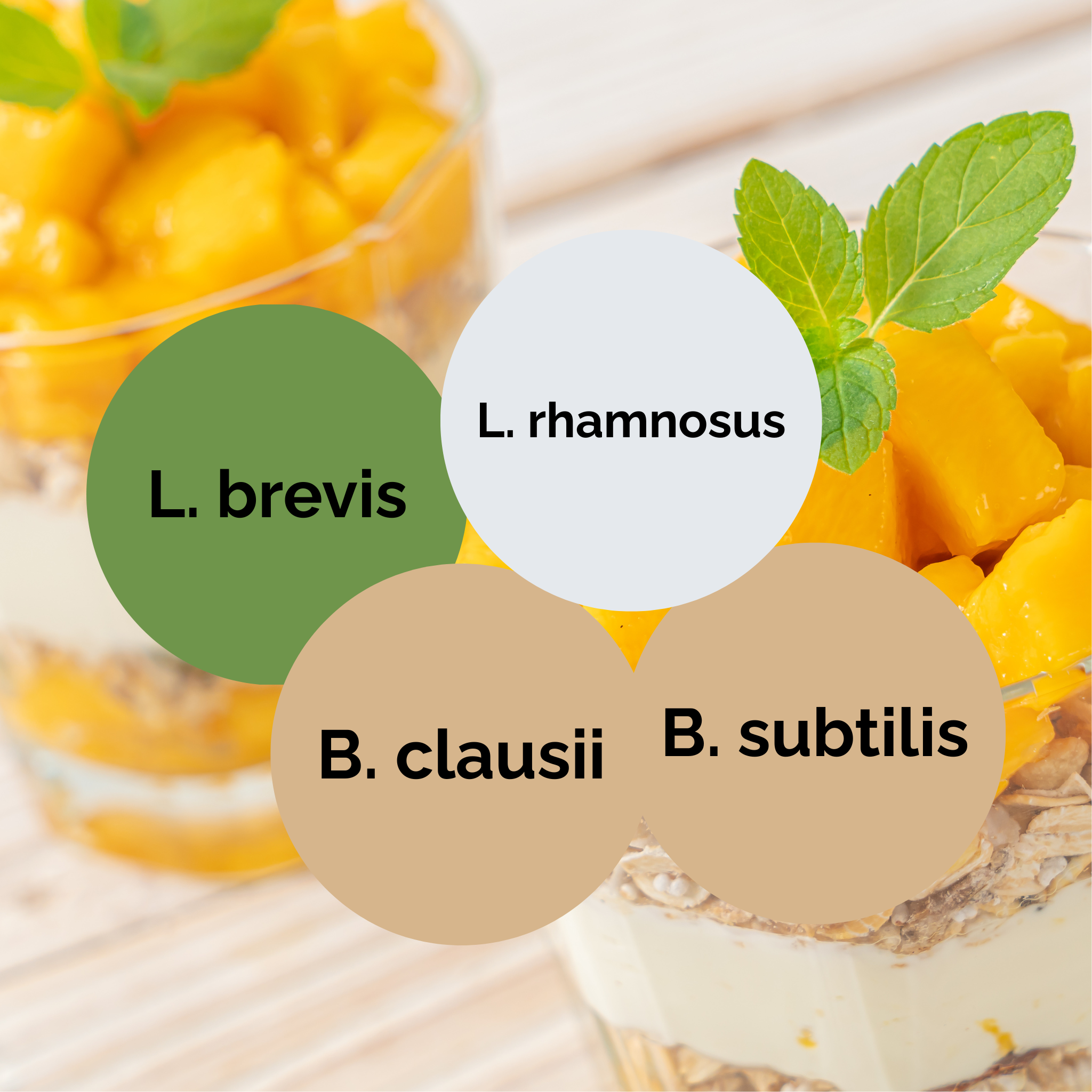 L. brevis + L. rhamnosus + B. subtilis + B. clausii | Ensemble de démarrage pour yaourt | Cultures de démarrage | Pack de 3