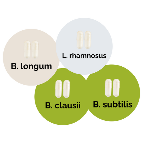 L. brevis + L. rhamnosus + B. subtilis + B. clausii | Ensemble de démarrage pour yaourt | Cultures de démarrage | Pack de 3