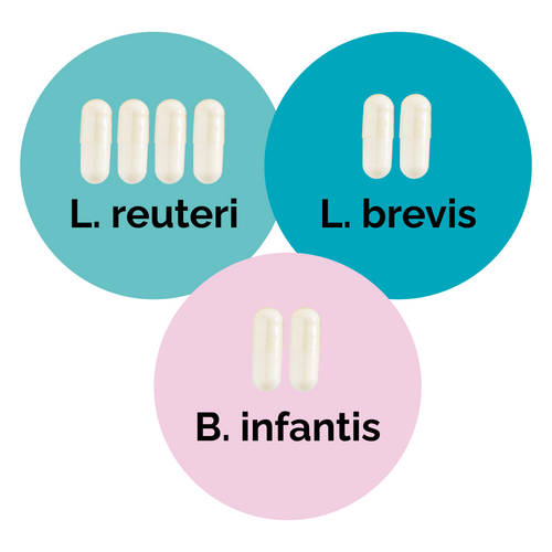 L. reuteri + L. brevis + B. infantis | Ensemble de démarrage pour yaourt | Cultures de démarrage | Pack de 3
