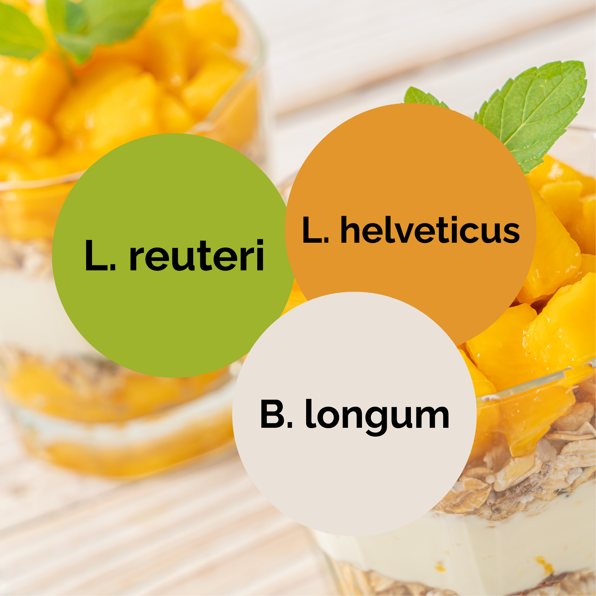 L. reuteri + L. helveticus + B. longum | Ensemble de démarrage pour yaourt | Cultures de démarrage | Pack de 3